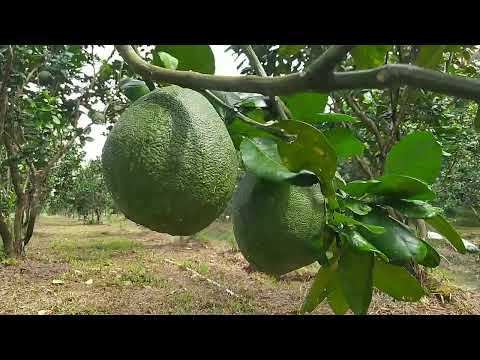 Video VƯỜN BƯỞI DT: 9.555 M2. GIÁ MỚI: 250 TR/1.000 M2. VỦNG... - youtube