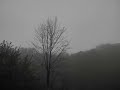 Foggy Forest Drive Virtual Drive 🌲 Heavy Rain & Thunderstorm Ambience Storm