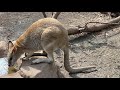 Kangaroos+Wombat @ Featherdale Wildlifepark, Australia