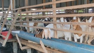 Goat Boer Thailand