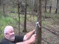 setting spring snares for raccoons