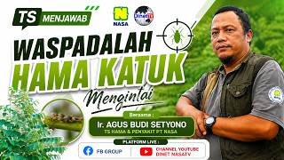 Download Lagu Ts Answers: BEWARE! KATUK PESTS ARE LURKING... Is Your Garden Safe?