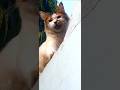 ye jiska cat ho aakr le skta h👀🤚 #cat #catvideo