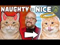 My Guide to Help with NAUGHTY Cat Behavior!