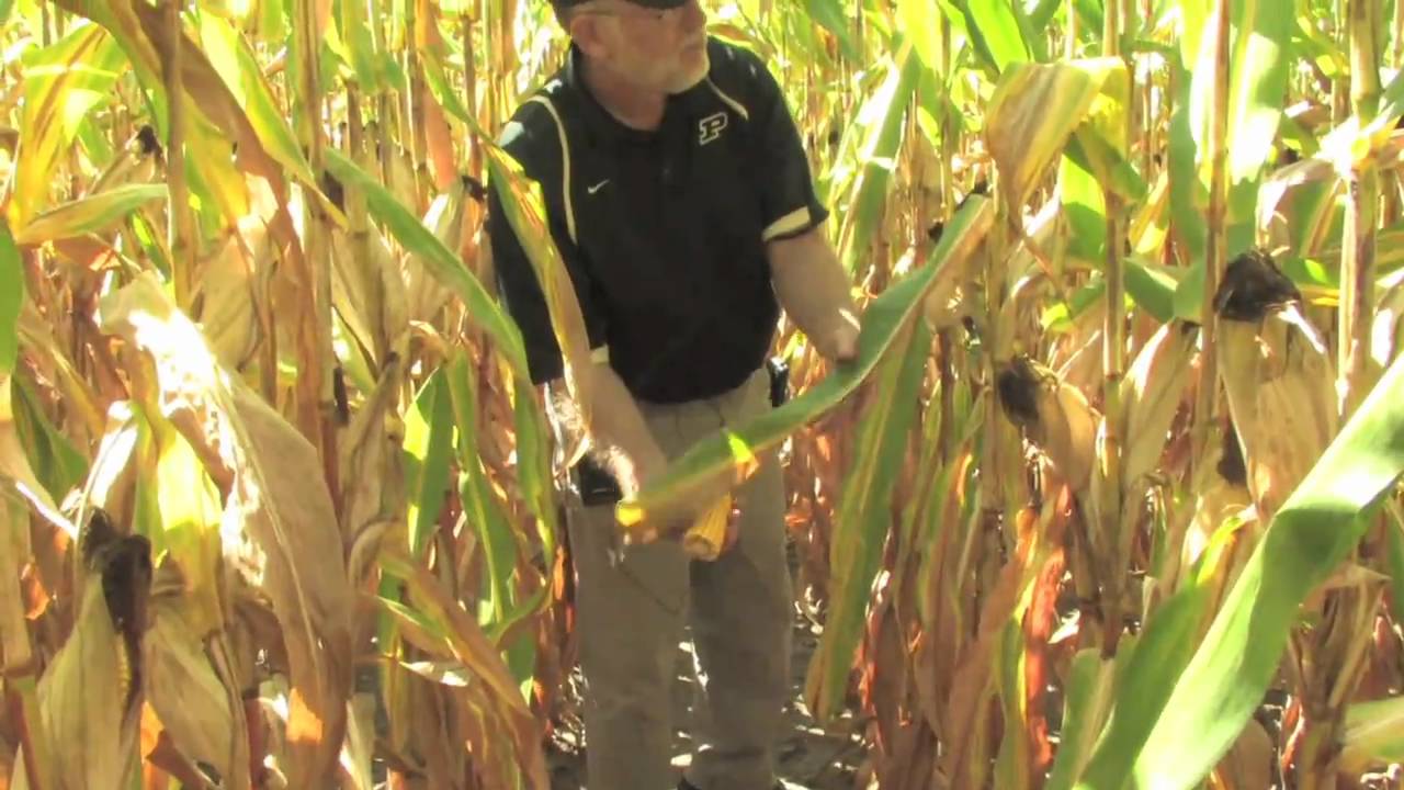 Crop Stress, Grain Fill, and Corn Maturity - YouTube