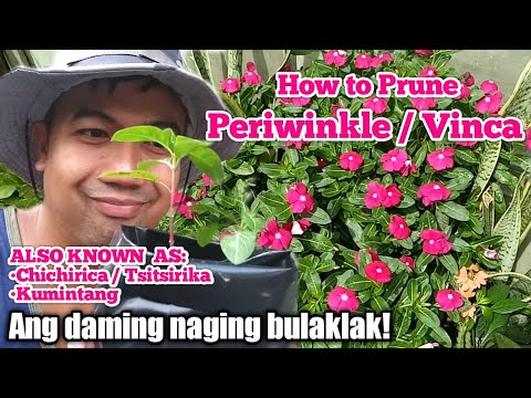 How to Prune Periwinkle/Vinca/Chichirica/Kumintang