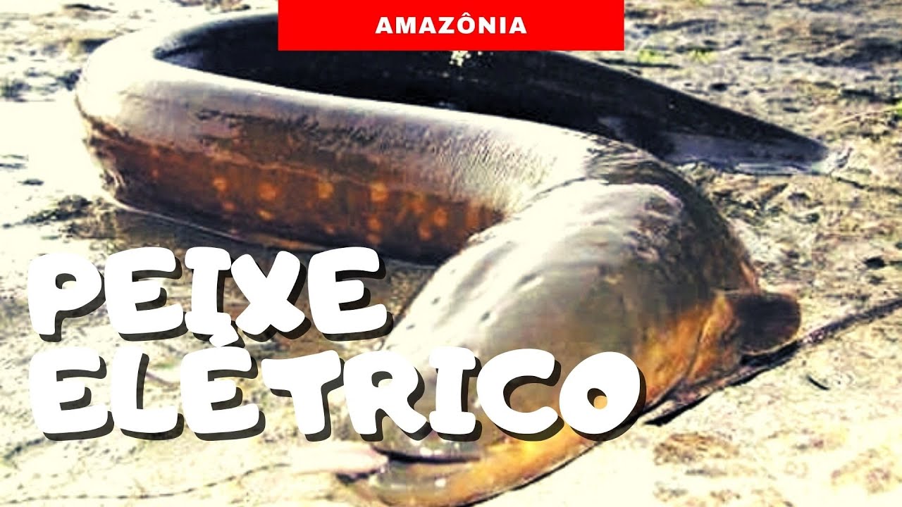 Tudo sobre o Peixe Elétrico - Poraquê | Animais da Amazônia | - YouTube