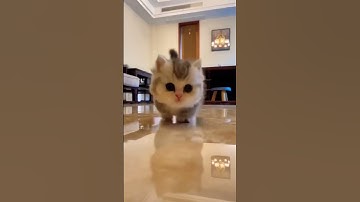 Thumbnail of Cute baby Cat #shorts #youtubeshorts