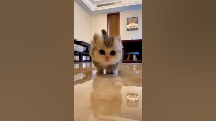 Cute baby Cat #shorts #youtubeshorts
