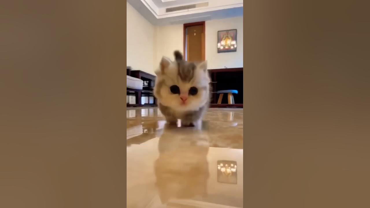 Cute baby Cat #shorts #youtubeshorts
