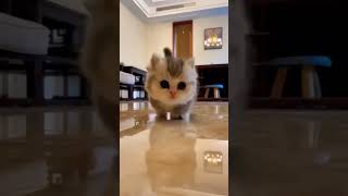 Cute baby Cat #shorts #youtubeshorts screenshot 2