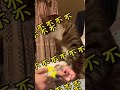 頭が良い猫smart cat#cat #tiktok #イカ耳 #保護猫 #猫 #猫のいる暮らし #家族 #癖強い #mao