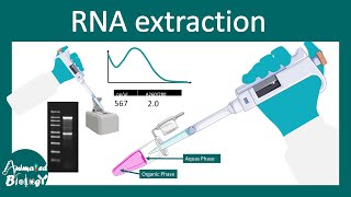 RNA extraction using trizol method