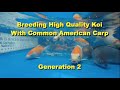 Breeding High Quality Koi With Common Carp - Generation2