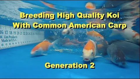 Breeding High Quality Koi With Common Carp - Generation2