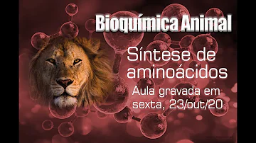 Como acontece a absorção dos produtos da digestão de proteínas em animais monogástricos e em animais ruminantes?