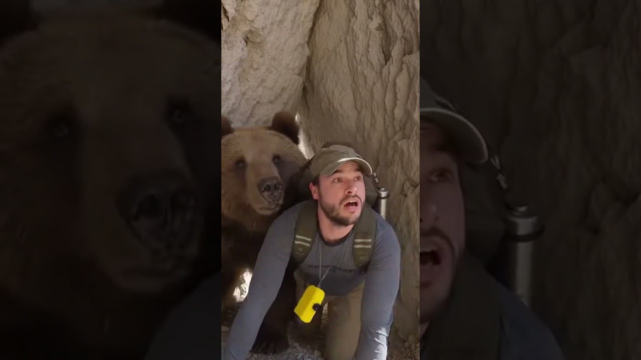 Марсиканский бурый медведь бросился на меня по ярко освещенной тропе на горном хребте 