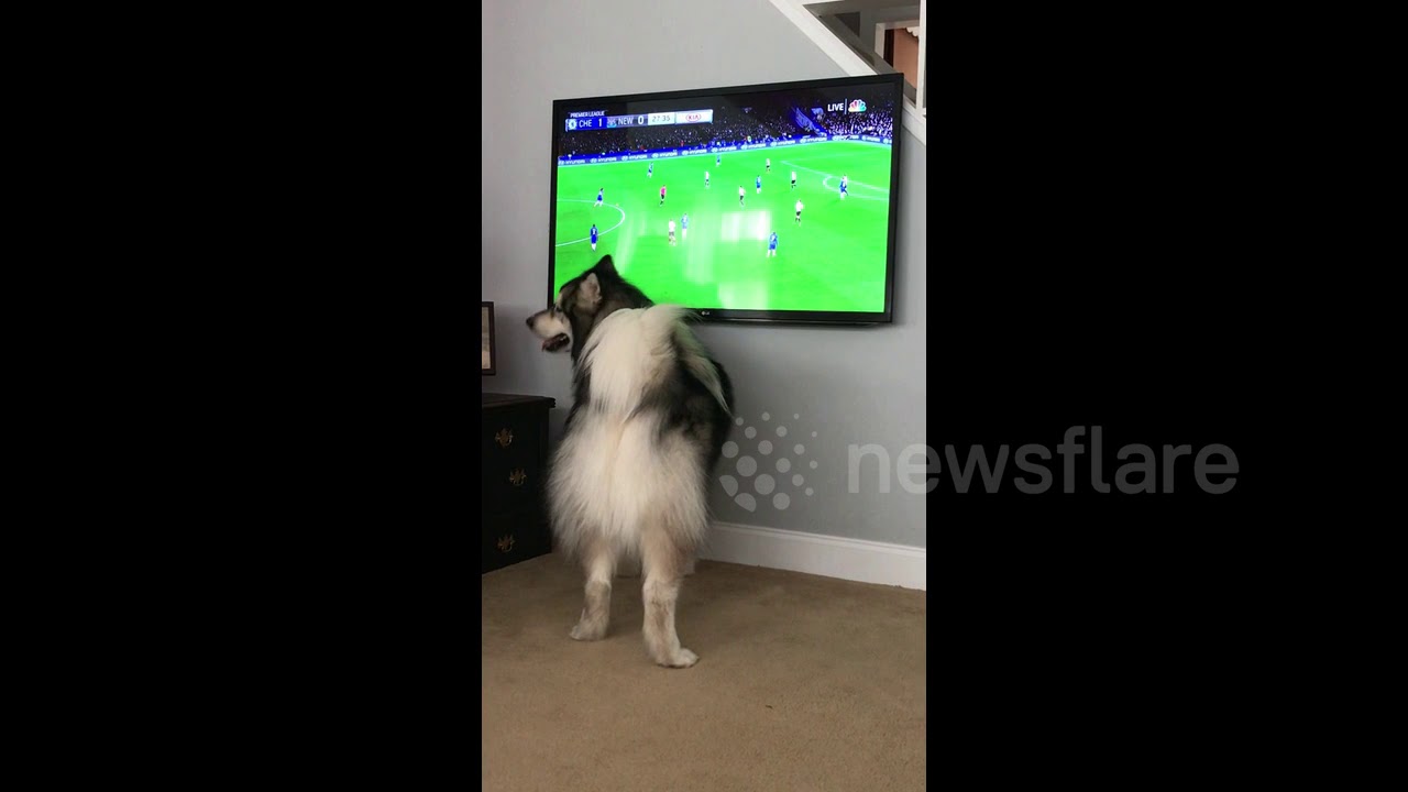 camera iphone 8 plus apk Dog Tries to Catch Football During Soccer Game