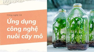 CÔNG NGHỆ 10 - BÀI 6: ỨNG DỤNG CÔNG NGHỆ NUÔI CẤY MÔ (HAY NHẤT)