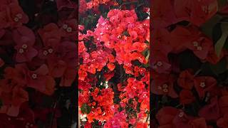 Malaga, Spain, #bougainvillea Malaga, Spain, #bougainvillea