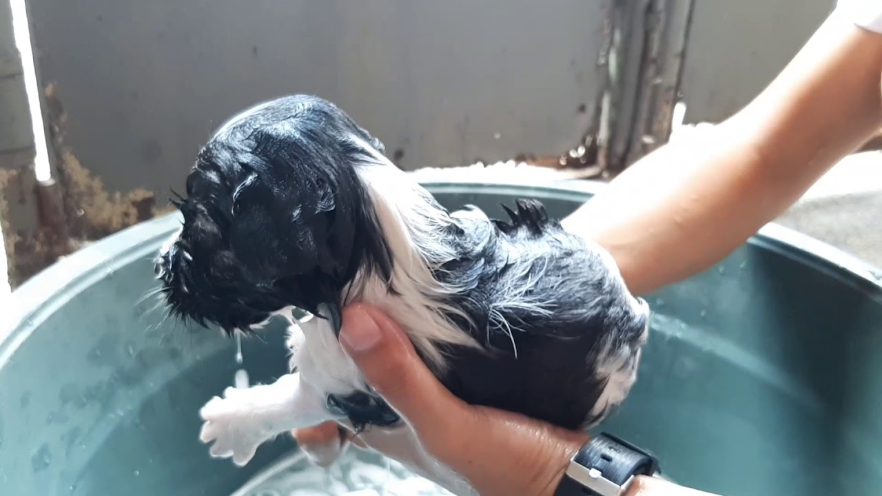 PUPPIES TAKING A BATH! 1 MONTH OLD PUPPIES TAKING A BATH? NO BLOWER