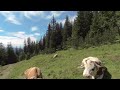 Alpine Cow on Your VR180 Holiday