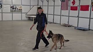 Koda on leash obedience 51524 (GSD)