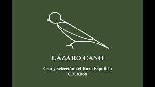CRIAR CANARIOS CON TRÍOS - #Cría2020