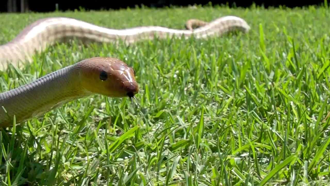 serpentor Woma Python - Aspidites Ramsayi