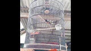 Murai nias special volume tembus by oxibird.