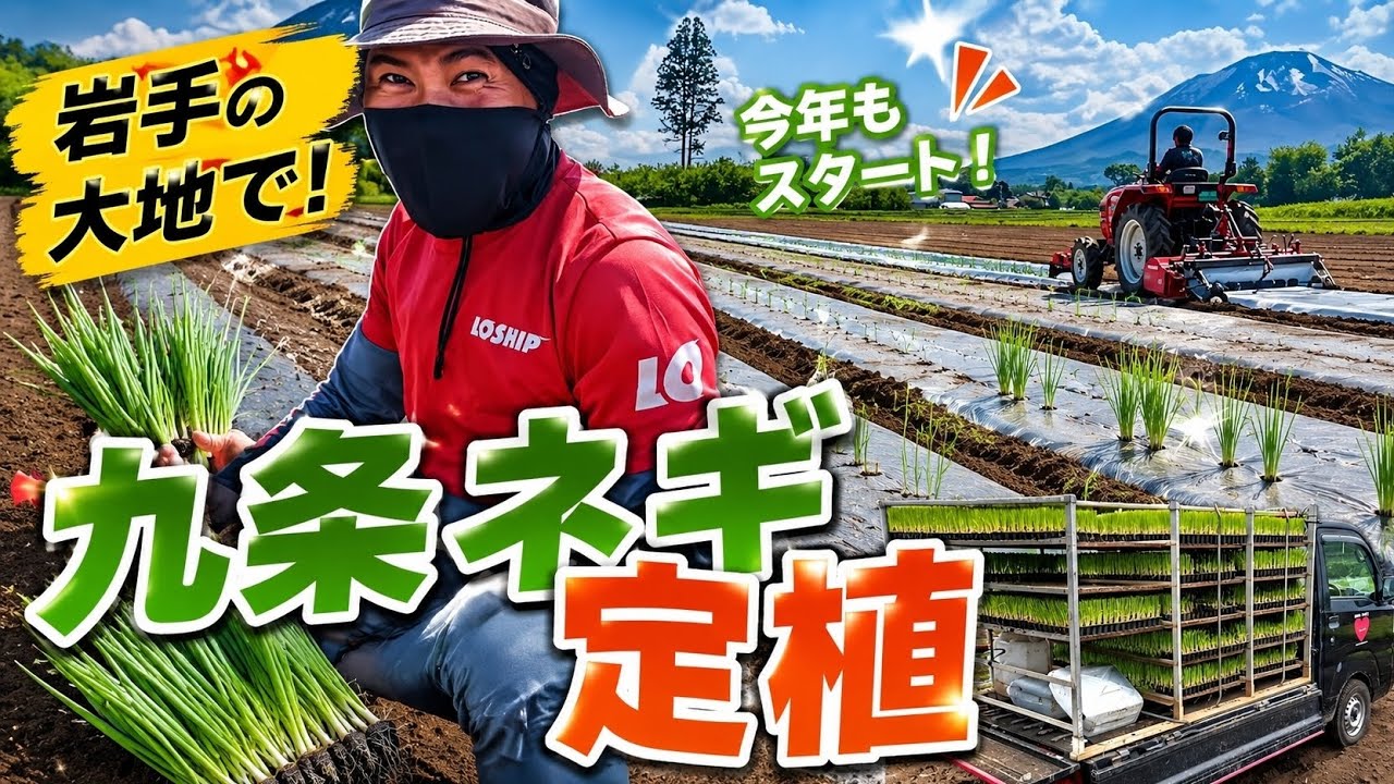九条ネギ定植！うまいネギ作りの第一歩 - YouTube