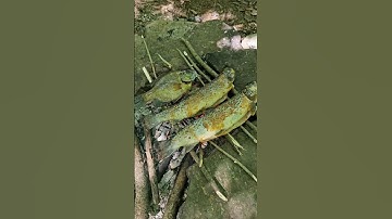Catching and cooking some trout and bluegill over a campfire 🏕