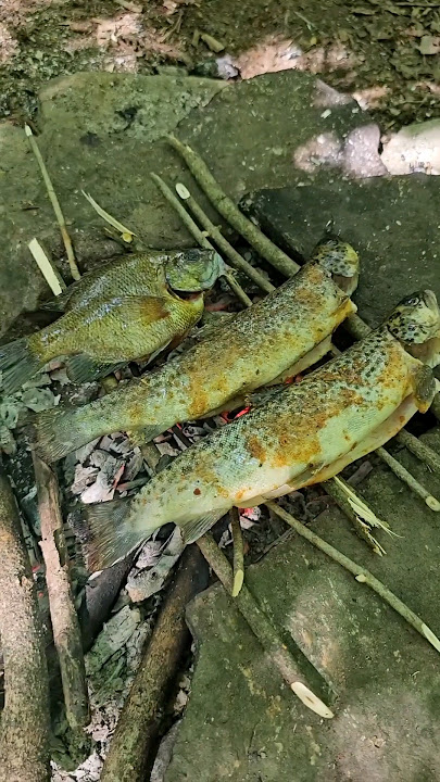Catching and cooking some trout and bluegill over a campfire 🏕