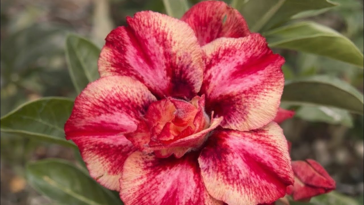 Acabou de chegar mais Rosas do deserto adultas no Garden Valota’s 