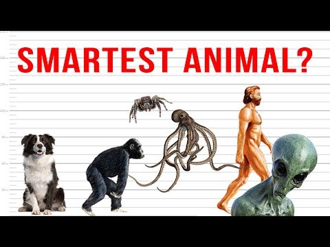 Animal Intelligence: Comparison