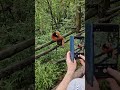 Panda Valley, Chengdu.
