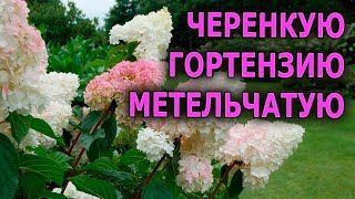 видео: Ч.1 Нарезал зимой черенков гортензии метельчатой для укоренения, показываю как это правильно сделать картинка: Ч.1 Нарезал зимой черенков гортензии метельчатой для укоренения, показываю как это правильно сделать