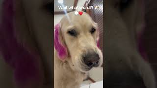 Wait what word?! 🐶❤️💬 #dogs #dogshorts #dogsofyoutube #cutedogs #funnydogs #pets #trend #fyp