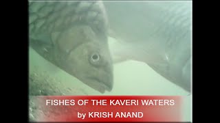 Krish Anand: Fishes of the Kaveri waters...(FULL DOCUMENTARY)