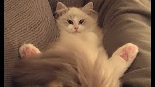 Sleepy Ragdoll Kitten Being Cute by Juniper Ragdoll 567 views 5 years ago 4 minutes, 55 seconds