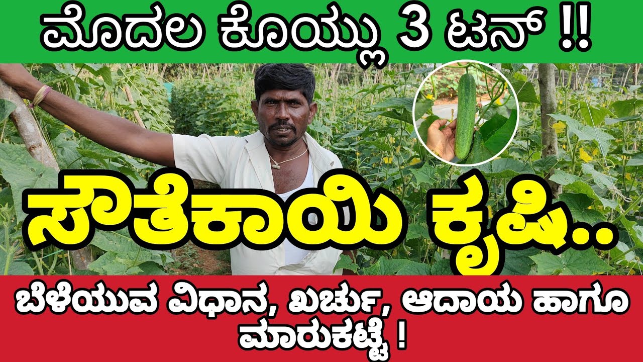 🥒 ಸೌತೆಕಾಯಿ ಕೃಷಿ | ಮೊದಲ ಕೊಯ್ಲಿಗೆ 3 ಟನ್ ಇಳುವರಿ | ಪಾಂಡವಪುರ, ಮಂಡ್ಯ #ಜನನಿಜನ್ಮಭೂಮಿ