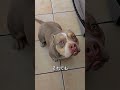 我が子を見て絶望した理由🐶💧#shorts