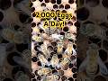 Queen Honey Bee Laying 2,000 Eggs A Day