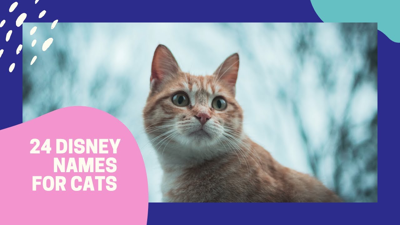 24 Boy and Girl Disney Names for Cats YouTube