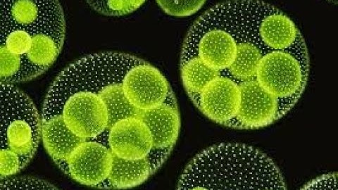 Lucknow University|| B.Sc. Biology(NEP) Sem-1|| Botany Practical File || Algae || Part-1