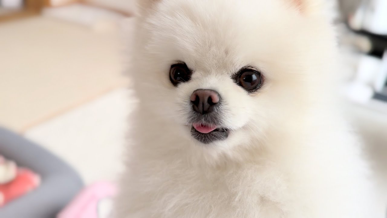 人間の言葉を完全に理解しているポメラニアンが目を輝かせた瞬間 - YouTube
