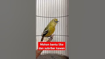 Suara pariasi burung sirtu/cipoh gacor