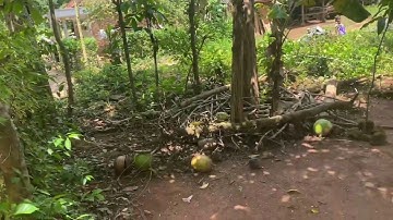 Buah yang terlupakan buah maja | Kisah buah Maja yang di anggap Sakral