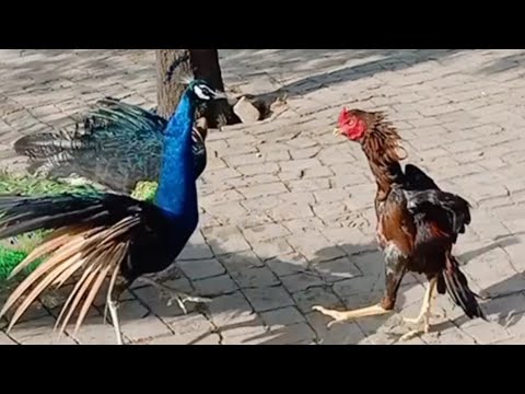 مور اور اصیل مرغے کی لڑائی