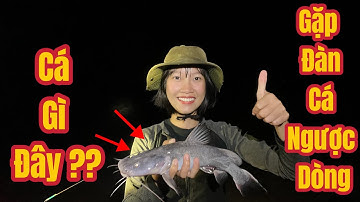 "Đón" cá lăng ngược dòng, nước đầu nguồn đã về - Thú Vui Núi Rừng Tây Nguyên